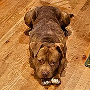 Tito joined the competition — help win amazing prizes! dog, brown_dog, lying_down, wooden_floor, indoor, pet, canine, looking_at_camera, paws, ears, flooring, animal, domestic_animal, fur, close_up, expression, resting, portrait, companion, cute
