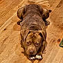 dog, brown_dog, lying_down, wooden_floor, indoor, pet, canine, looking_at_camera, paws, ears, flooring, animal, domestic_animal, fur, close_up, expression, resting, portrait, companion, cute