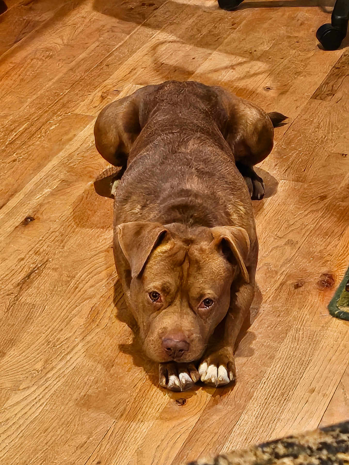 Tito joined the competition — help win amazing prizes! dog, brown_dog, lying_down, wooden_floor, indoor, pet, canine, looking_at_camera, paws, ears, flooring, animal, domestic_animal, fur, close_up, expression, resting, portrait, companion, cute