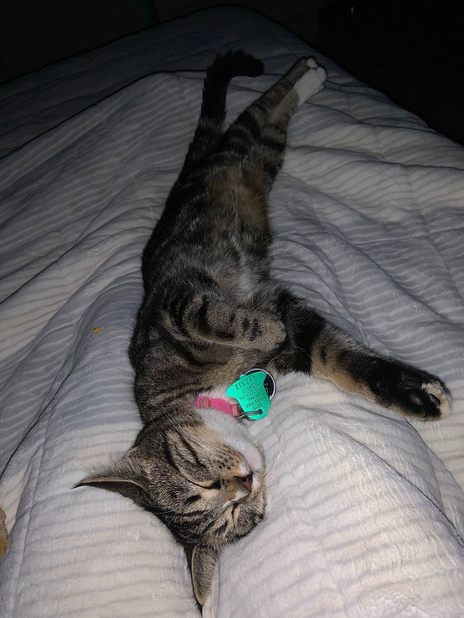 Linda is registered to the contest to win money with this photo: asian, carnivore, cat, claw, domestic_short_haired_cat, dragon_li, european_shorthair, felidae, fur, kitten, pixie_bob, small_to_medium_sized_cats, tabby_cat, tail, whiskers