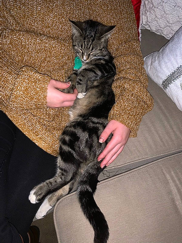 Linda joined the competition — help win amazing prizes! american_shorthair, asian, carnivore, cat, claw, domestic_short_haired_cat, dragon_li, european_shorthair, felidae, fur, kitten, mammal, paw, small_to_medium_sized_cats, tabby_cat, tail, whiskers