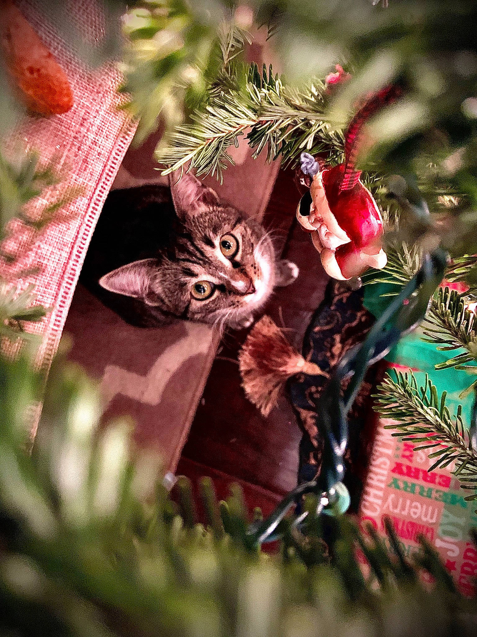 Linda joined the competition — help win amazing prizes! carnivore, cat, christmas_ornament, fawn, felidae, kitten, organism, pixie_bob, plant, small_to_medium_sized_cats, tree, whiskers, wild_cat