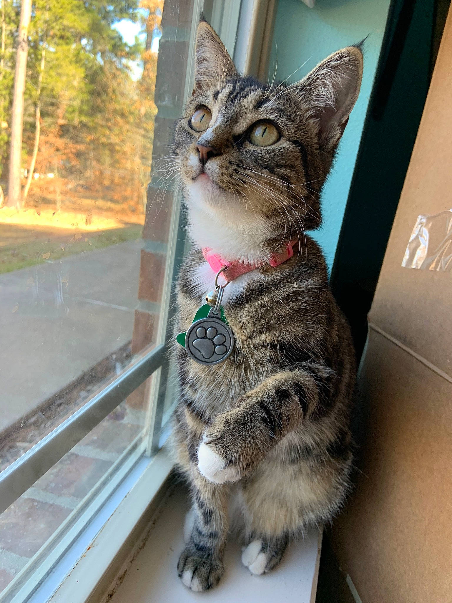 Linda joined the competition — help win amazing prizes! aegean_cat, american_shorthair, american_wirehair, asian, california_spangled, carnivore, cat, domestic_short_haired_cat, dragon_li, egyptian_mau, european_shorthair, felidae, kitten, mammal, pixie_bob, small_to_medium_sized_cats, snout, sokoke, tabby_cat, whiskers