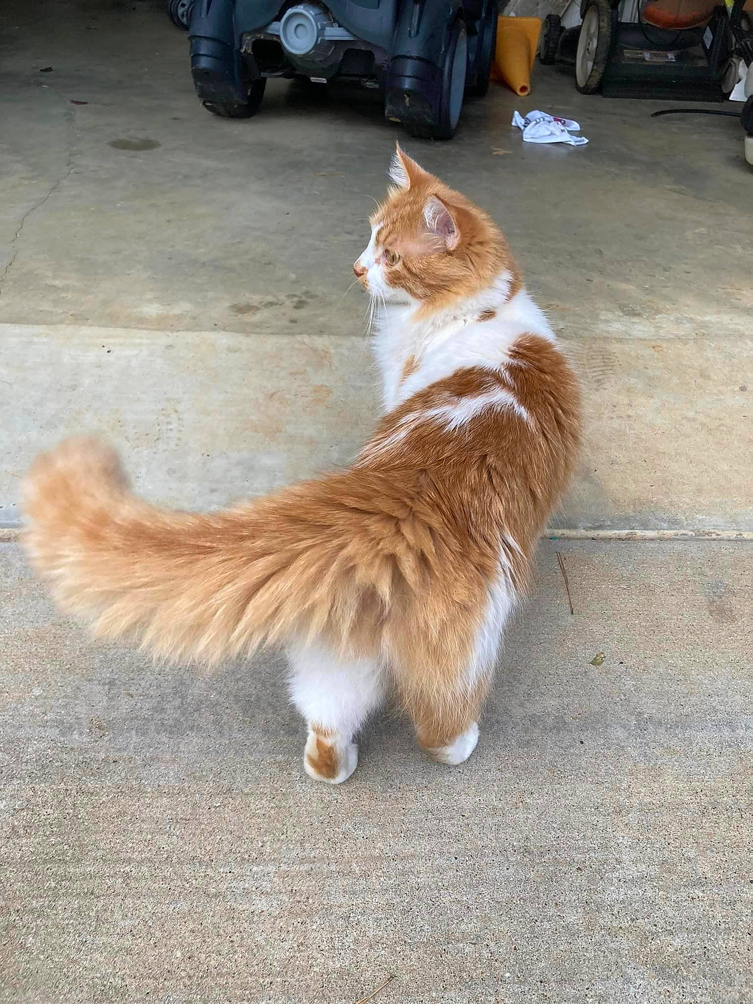 Henrietta is registered to the contest to win money with this photo: asphalt, automotive_tire, carnivore, cat, companion_dog, dog_breed, domestic_short_haired_cat, fawn, felidae, fur, human_leg, paw, road_surface, sidewalk, small_to_medium_sized_cats, snout, tail, tire, wheel, whiskers