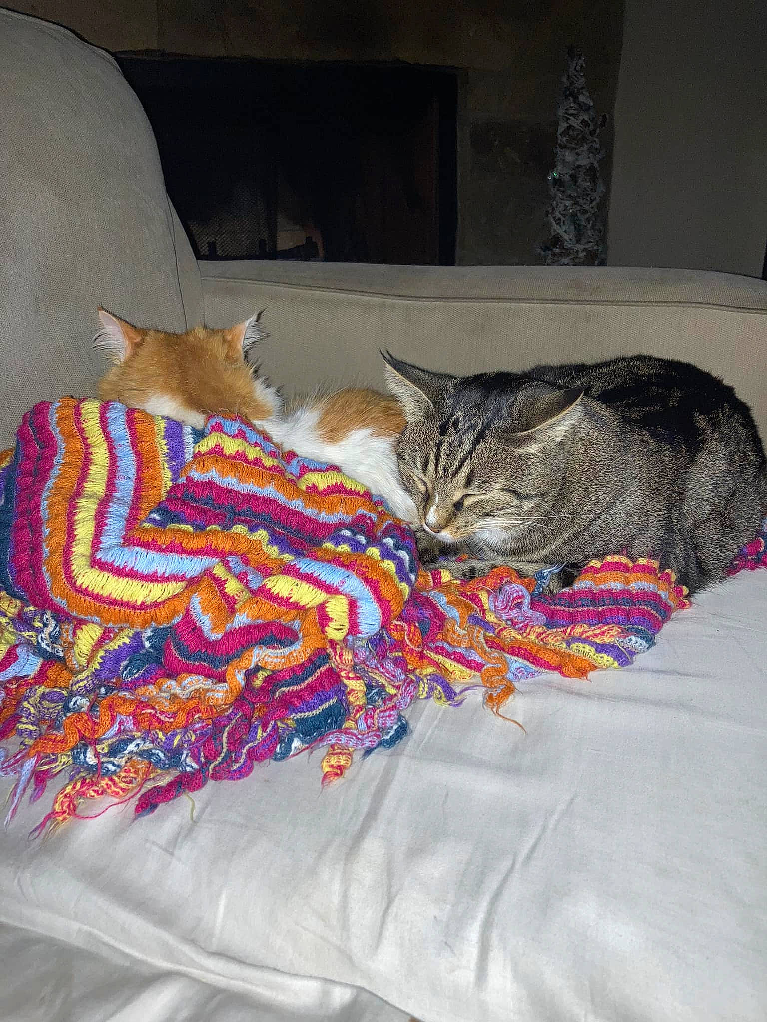 Henrietta joined the competition — help win amazing prizes! bed, bed_sheet, bedding, bedroom, carnivore, cat, comfort, domestic_short_haired_cat, felidae, flooring, fur, grey, linens, pattern, room, small_to_medium_sized_cats, tail, textile, vertebrate, whiskers