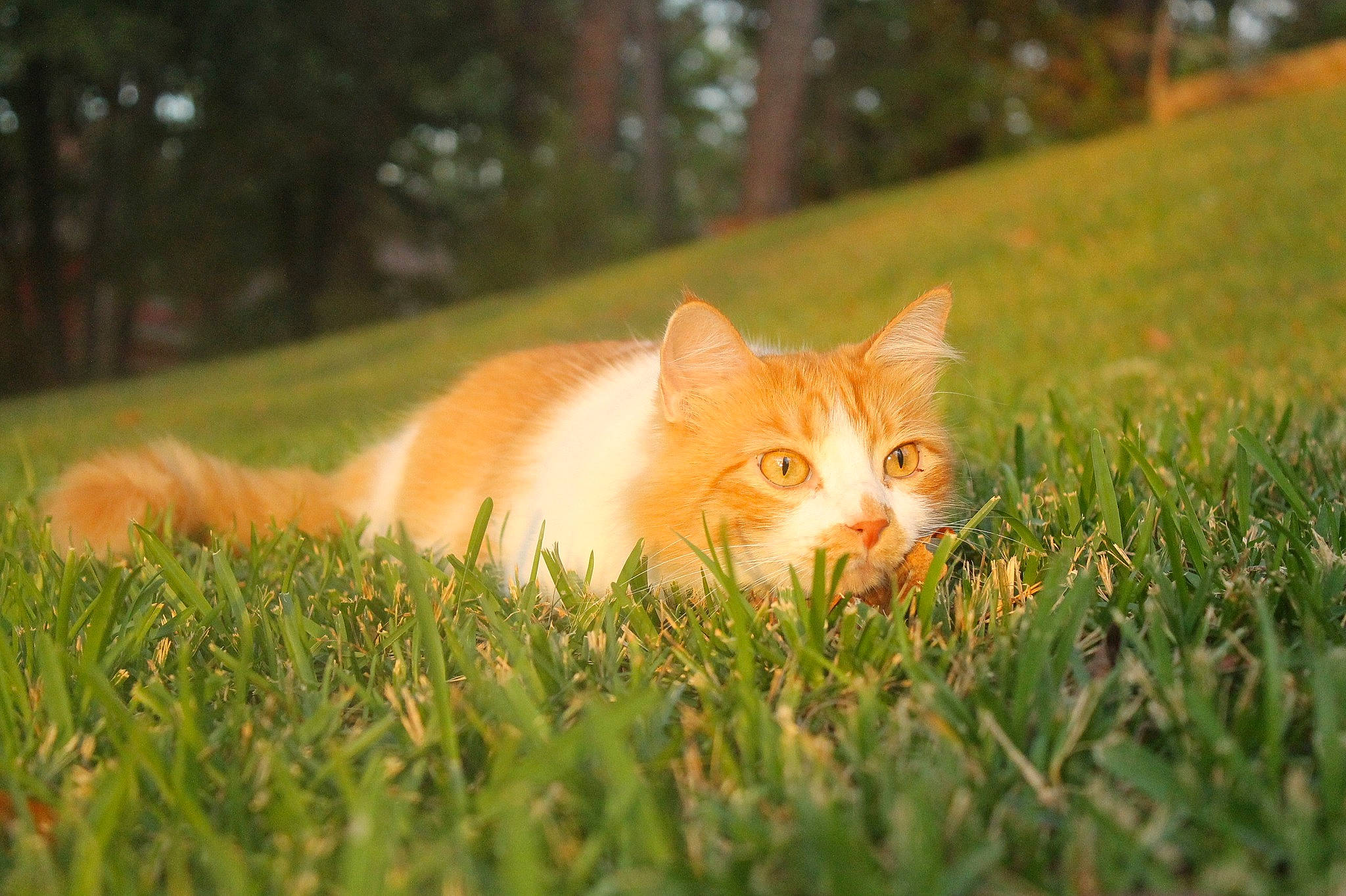 Henrietta is registered to the contest to win money with this photo: carnivore, cat, domestic_short_haired_cat, eye, fawn, felidae, grass, grassland, lawn, meadow, natural_environment, natural_landscape, plant, small_to_medium_sized_cats, snout, sunlight, tail, tree, whiskers, wood