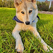 Sky joined the competition — help win amazing prizes! animal, bandana, birdhouse, blue_eyes, canine, close_up, clouds, dog, grass, greenery, husky, lying_down, mammal, nature, outdoor, pet, portrait, sky, sunlight, trees
