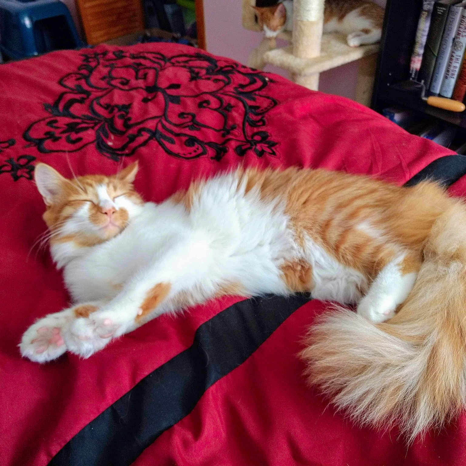 Viserion joined the competition — help win amazing prizes! asian, carnivore, cat, cymric, domestic_long_haired_cat, fawn, felidae, fur, kitten, maine_coon, mammal, nap, norwegian_forest_cat, persian, ragamuffin, small_to_medium_sized_cats, tail, whiskers