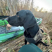 Zeek is registered to the contest to win money with this photo: adventure, animal, black_dog, camouflage_vest, companion, dog, dry_grass, field, kayak, marsh, nature, outdoor, pet, reeds, side_view, sitting, sunset, watchful, watercraft, wildlife