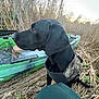 adventure, animal, black_dog, camouflage_vest, companion, dog, dry_grass, field, kayak, marsh, nature, outdoor, pet, reeds, side_view, sitting, sunset, watchful, watercraft, wildlife
