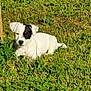 puppy, dog, grass, tree, outdoor, sunlight, pet, animal, nature, young_dog, white_dog, black_patch, lying_down, relaxed, summer, greenery, leaf, close_up, small_dog, canine