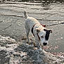 dog, water, beach, sand, waves, leash, outdoor, pet, curious, white_dog, black_patch, foamy_water, sunlight, nature, animal, exploring, wet_fur, shoreline, playful, daytime