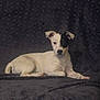 dog, white_dog, black_patch, couch, indoor, pet, animal, lounge, relaxed, fur, ears, face, eyes, canine, companion, domestic_animal, home, resting, looking, quiet