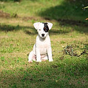 Aaron participe au concours pour gagner de l'argent avec cette photo : puppy, dog, grass, outdoor, sunlight, nature, animal, pet, young, cute, sitting, greenery, shadow, small, white, black_patch, adorable, calm, garden, daytime
