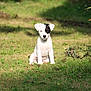 puppy, dog, grass, outdoor, sunlight, nature, animal, pet, young, cute, sitting, greenery, shadow, small, white, black_patch, adorable, calm, garden, daytime