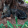 animal, cat, close_up, eye_contact, feline, fur, greenery, leaves, nature, outdoor, pet, pine_needles, plants, playful, resting, shrub, tabby_cat, tongue_out, whiskers, wildlife
