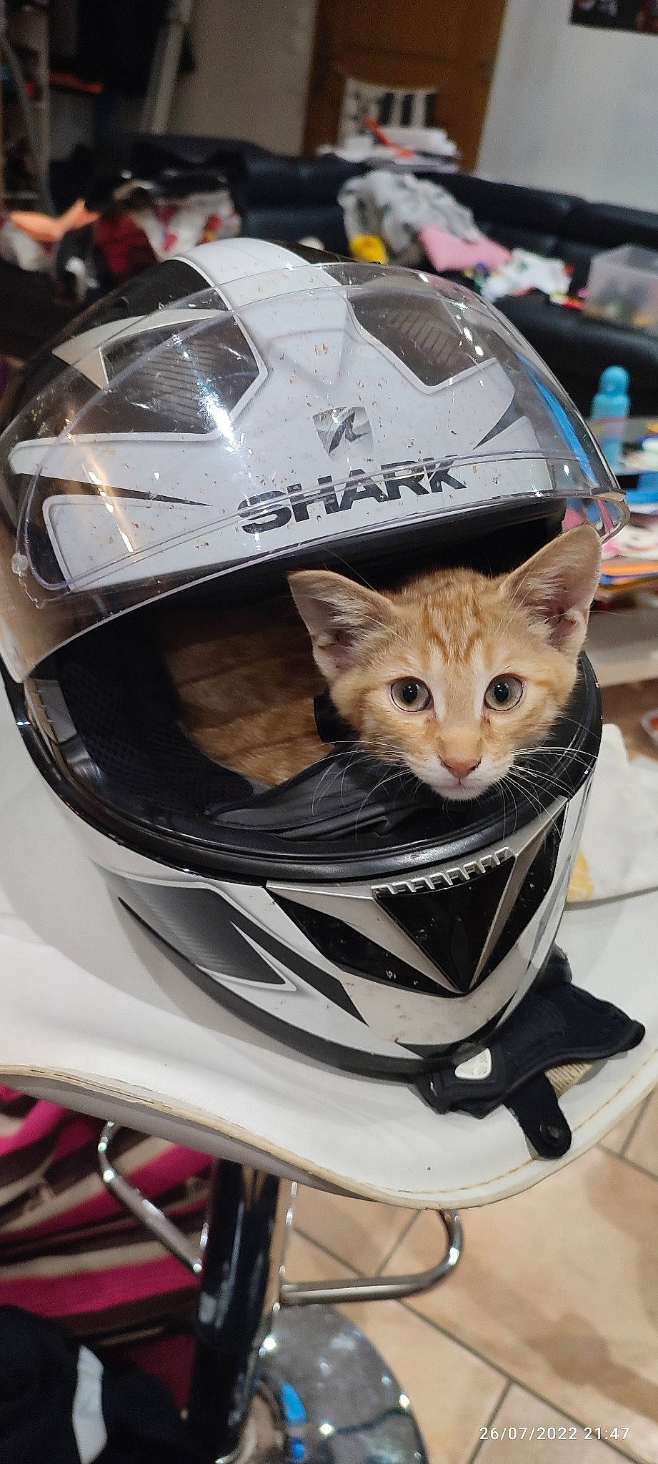 Flash participe au concours pour gagner de l'argent avec cette photo : alloy_wheel, automotive_design, automotive_exterior, automotive_fog_light, automotive_lighting, automotive_tire, bumper, car, cat, fender, headlamp, hood, motor_vehicle, motorcycle_helmet, personal_luxury_car, rim, tire, vehicle, vehicle_door, wheel