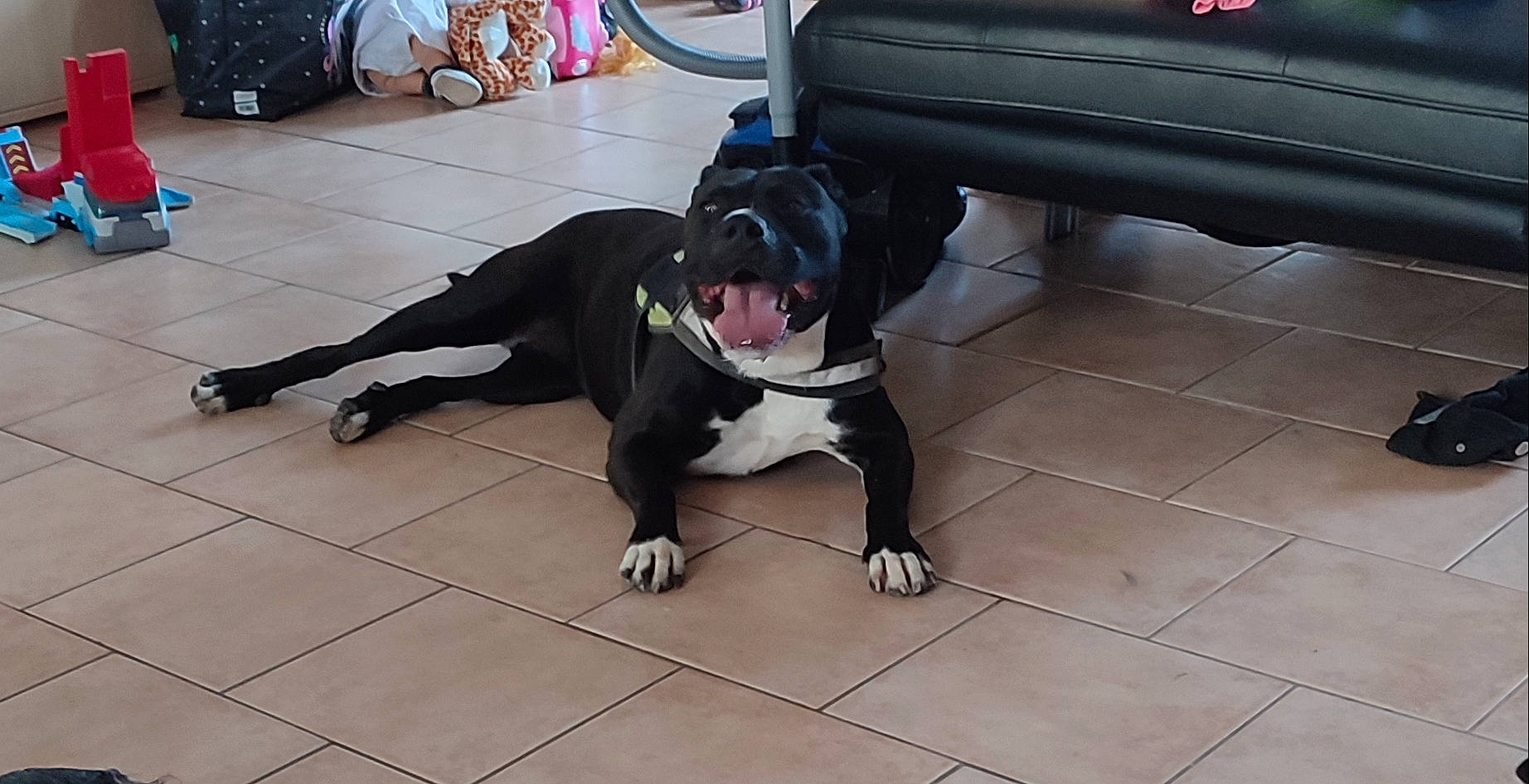 Gipsy a rejoint le concours — aidez-le/la à gagner de superbes lots ! automotive_exterior, automotive_lighting, automotive_tire, carnivore, companion_dog, dog, dog_breed, fawn, fender, floor, flooring, human_leg, personal_luxury_car, snout, tail, tire, trunk, vehicle, vehicle_door, wheel