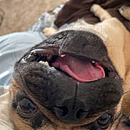 Leo is registered to the contest to win money with this photo: dog, canine, pet, tongue_out, teeth, upside_down, close_up, bed, indoor, carpet, brown, black, playful, happy, animal, domestic, fur, snout, nose, whiskers