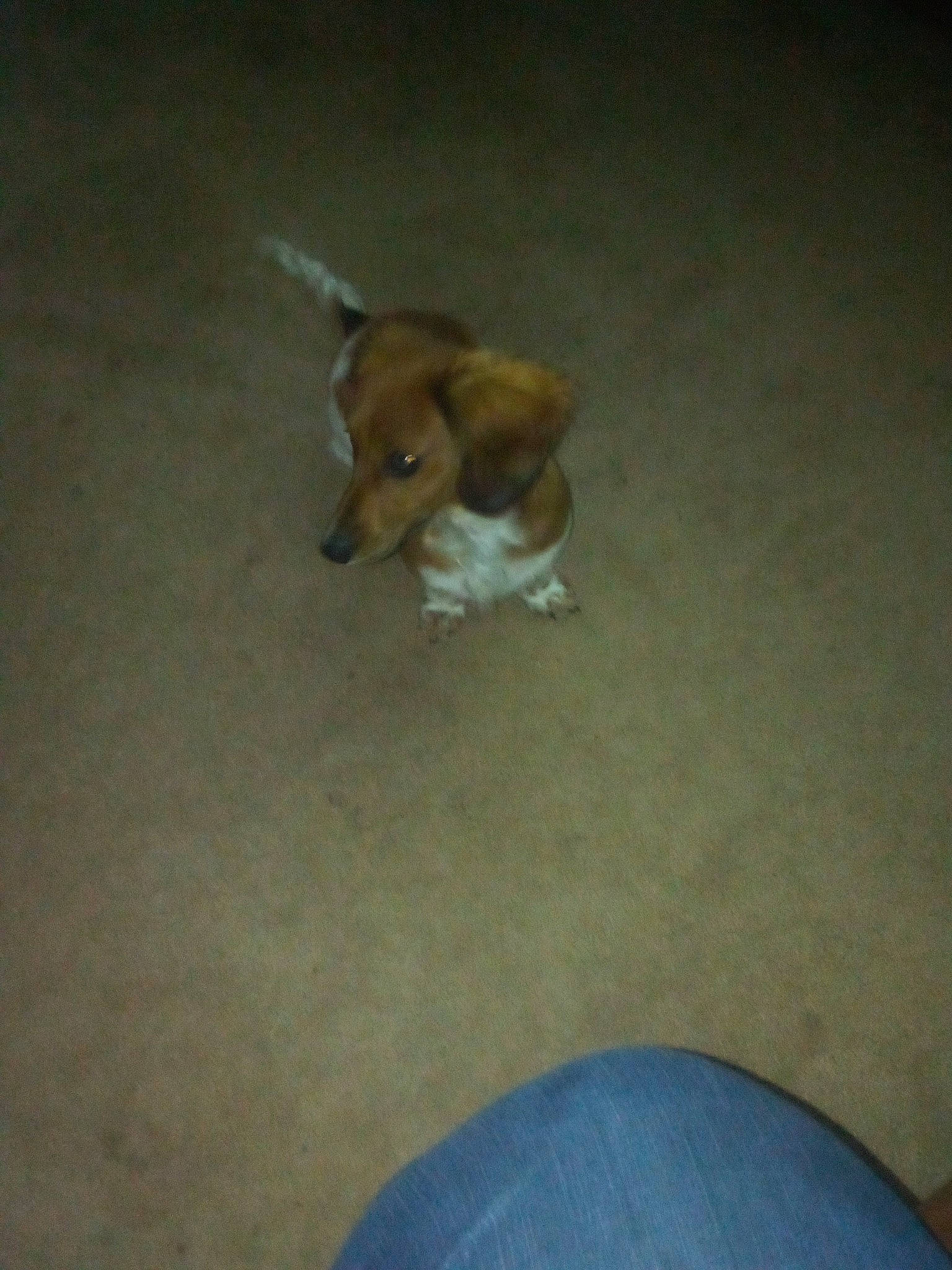 Sexy Lexi joined the competition — help win amazing prizes! canidae, carnivore, companion_dog, dog, dog_breed, dog_supply, dog_toy, ear, fawn, flooring, fur, hardwood, paw, snout, sporting_group, tail, toy_dog, whiskers, wood, working_animal