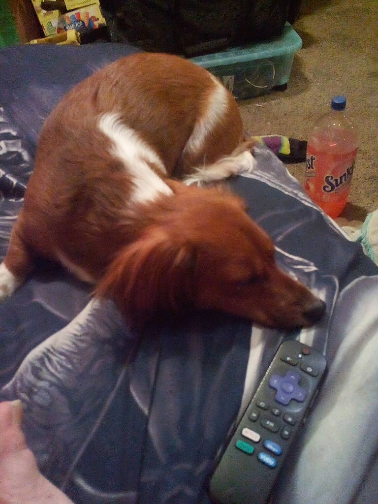 Sexy Lexi joined the competition — help win amazing prizes! bottle, canidae, car_seat, carnivore, chair, comfort, companion_dog, dog, dog_breed, fur, hardwood, king_charles_spaniel, lap, liver, nap, spaniel, sporting_group, tail, vehicle_door, water_bottle