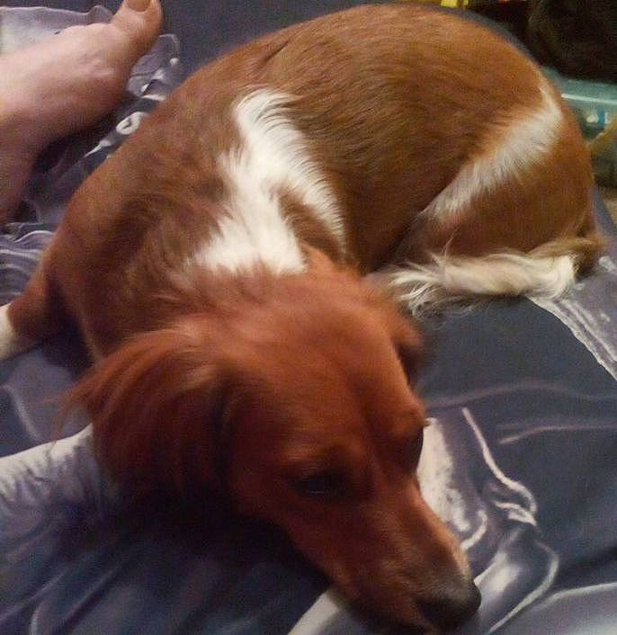 Sexy Lexi joined the competition — help win amazing prizes! canidae, carnivore, comfort, companion_dog, dog, dog_breed, fawn, fur, gun_dog, hardwood, irish_red_and_white_setter, liver, plant, spaniel, sporting_group, tail, terrestrial_animal, whiskers, working_animal