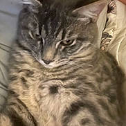 Theo joined the competition — help win amazing prizes! cat, tabby, feline, pet, close_up, fur, whiskers, animal, striped, sleepy, resting, indoor, domestic, cute, mammal, soft, relaxed, face, ears, lying_down