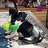 puppy, dog, black_and_white, plush_toy, green_turtle, rug, indoor, shoe_rack, slippers, wooden_floor, cute, pet, playful, sitting, young_dog, toy, domestic, floor, home, animal