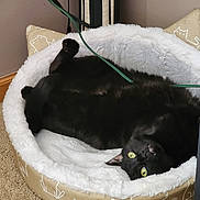 Buttons joined the competition — help win amazing prizes! animal, black_cat, cable, carpet, cat_bed, cozy, curious, cute, feline, fluffy, fur, home, illustration, indoor, pet, relaxing, resting, soft, upside_down, yellow_eyes