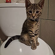 Frisky joined the competition — help win amazing prizes! cat, kitten, tabby, toilet, bathroom, collar, pet, animal, indoor, curious, sitting, feline, tile_wall, domestic, small_animal, fur, whiskers, ears, eyes, tail