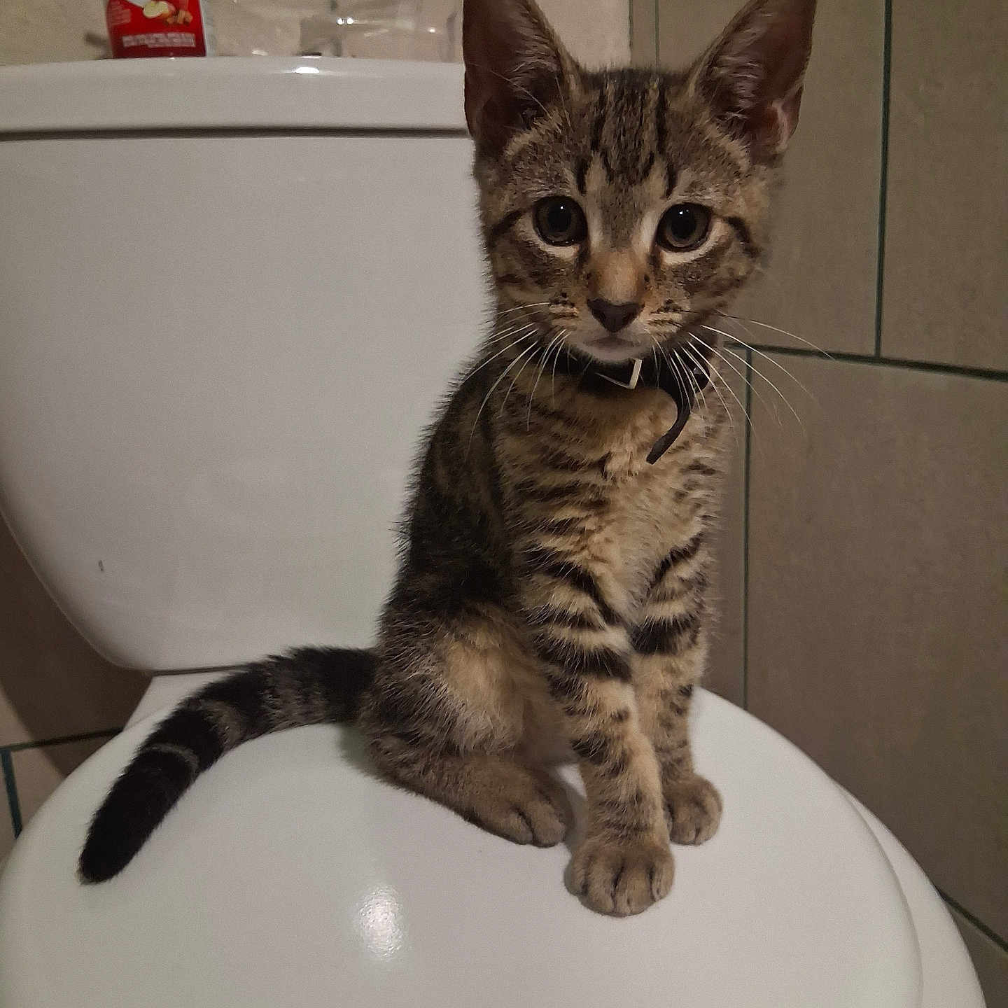 Frisky joined the competition — help win amazing prizes! animal, bathroom, cat, collar, curious, domestic, ears, eyes, feline, fur, indoor, kitten, pet, sitting, small_animal, tabby, tail, tile_wall, toilet, whiskers