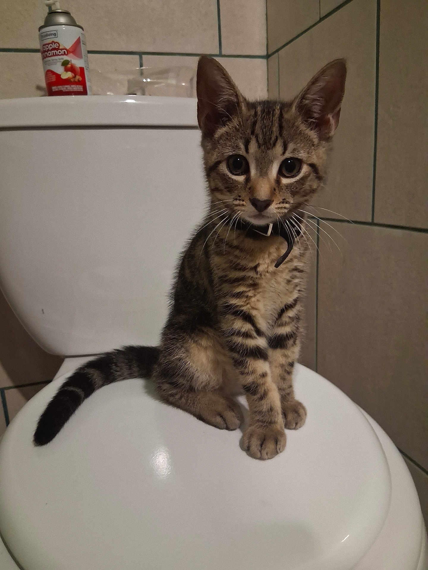 Frisky joined the competition — help win amazing prizes! cat, kitten, tabby, toilet, bathroom, collar, pet, animal, indoor, curious, sitting, feline, tile_wall, domestic, small_animal, fur, whiskers, ears, eyes, tail