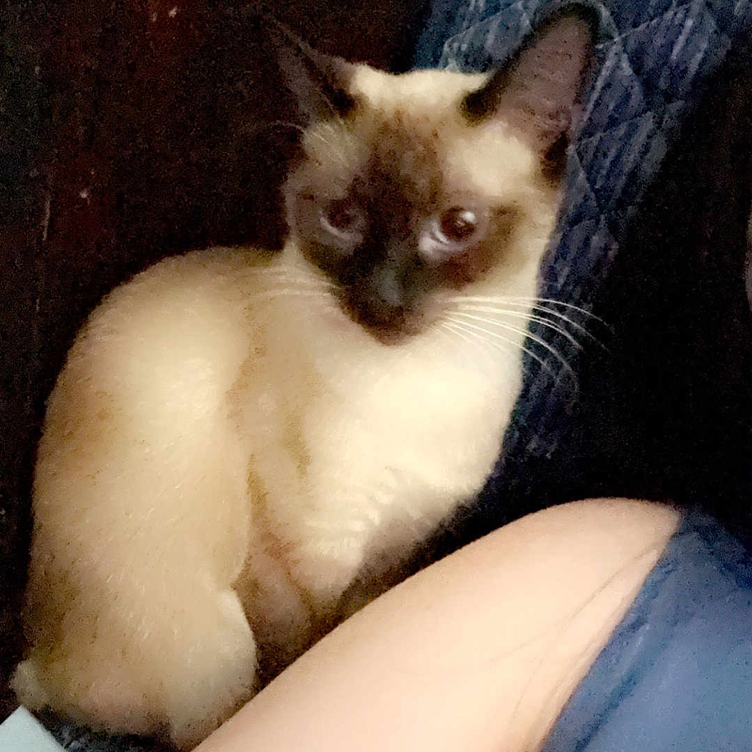 Bean joined the competition — help win amazing prizes! animal, cat, kitten, pet, siamese