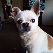 Gizmo is registered to the contest to win money with this photo: big_eyes, brown_patch, carpet, chihuahua, close_up, companion, cute, dog, ears, furniture, indoor, living_room, nose, pet, portrait, small_breed, staring, television, toy, white_fur