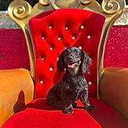 June is registered to the contest to win money with this photo: dog, puppy, dachshund, black_dog, red_chair, velvet, golden_chair, pet, animal, smiling, sunlight, portrait, cute, happy, indoor, furniture, seat, decor, small_dog, sitting