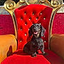 dog, puppy, dachshund, black_dog, red_chair, velvet, golden_chair, pet, animal, smiling, sunlight, portrait, cute, happy, indoor, furniture, seat, decor, small_dog, sitting