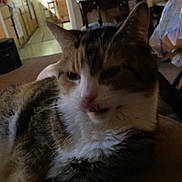 Squeaky joined the competition — help win amazing prizes! cat, tabby, indoor, feline, pet, fur, whiskers, animal, relaxing, closeup, domestic, mammal, home, couch, carpet, blurred, dim, resting, cute, companion