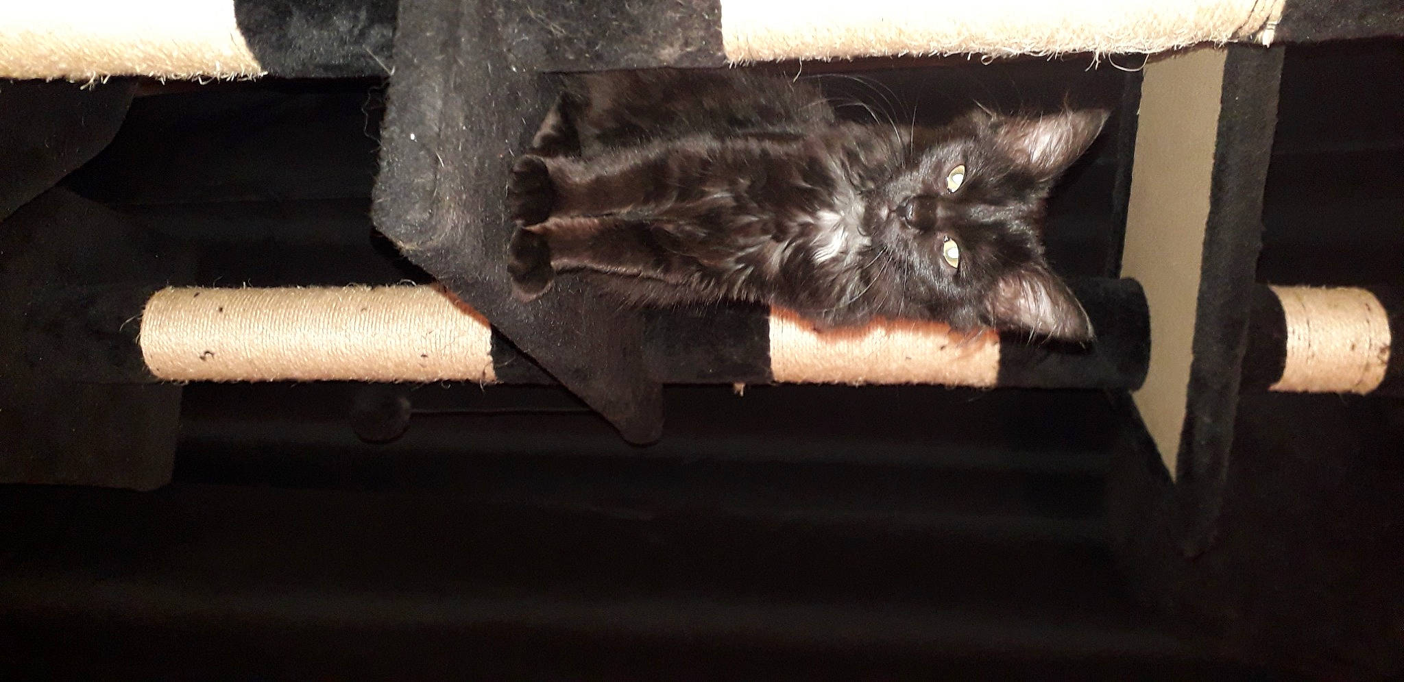 Eden a rejoint le concours — aidez-le/la à gagner de superbes lots ! black_cat, canidae, carnivore, cat, claw, darkness, domestic_short_haired_cat, felidae, fur, metal, paw, room, small_to_medium_sized_cats, snout, sporting_group, still_life_photography, tail, tints_and_shades, whiskers, wood