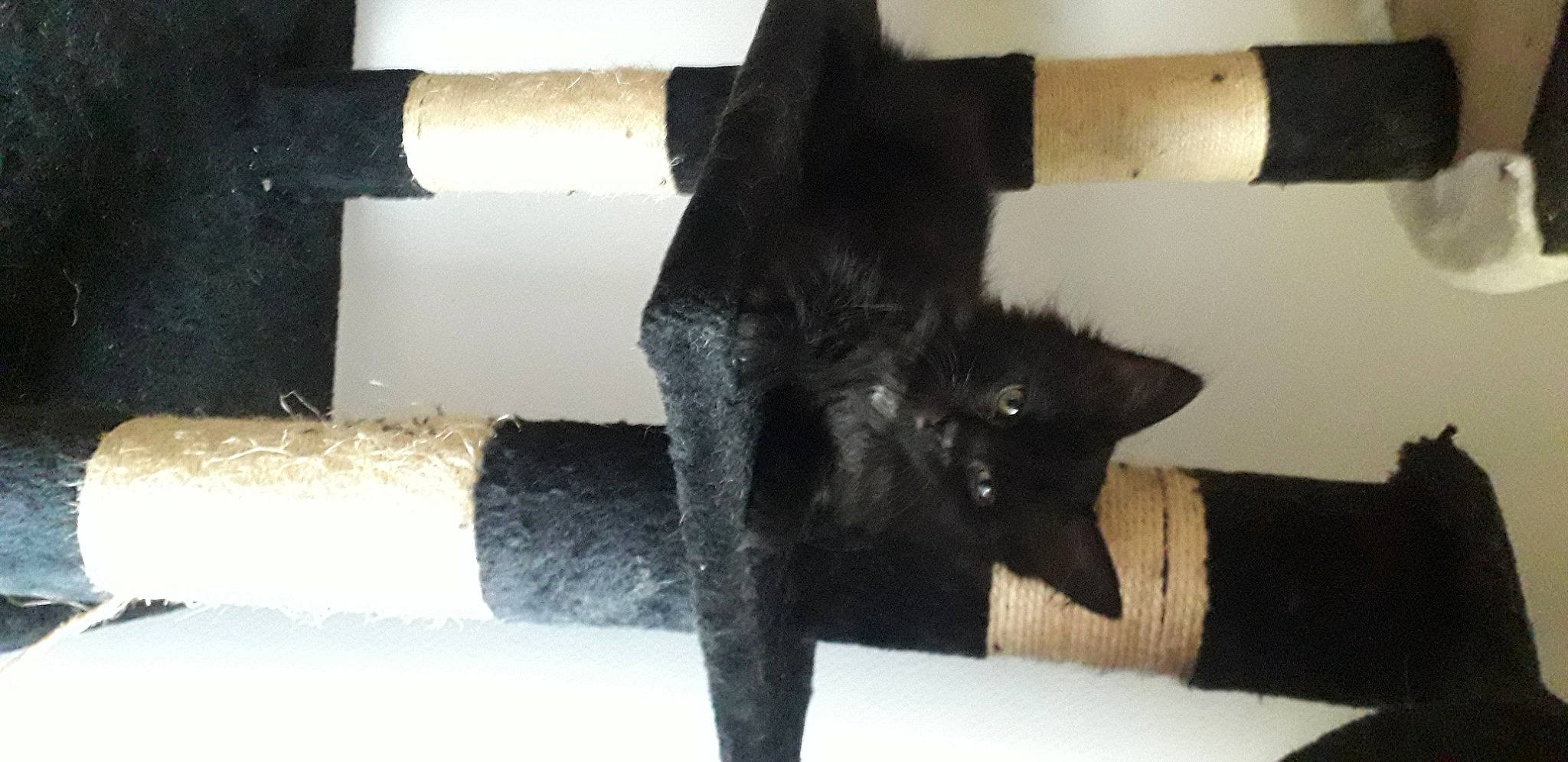 Eden participe au concours pour gagner de l'argent avec cette photo : black_cat, bombay, carnivore, cat, cat_supply, claw, comfort, domestic_short_haired_cat, felidae, fur, gesture, human_leg, natural_material, pet_supply, room, small_to_medium_sized_cats, tail, terrestrial_animal, whiskers, wood