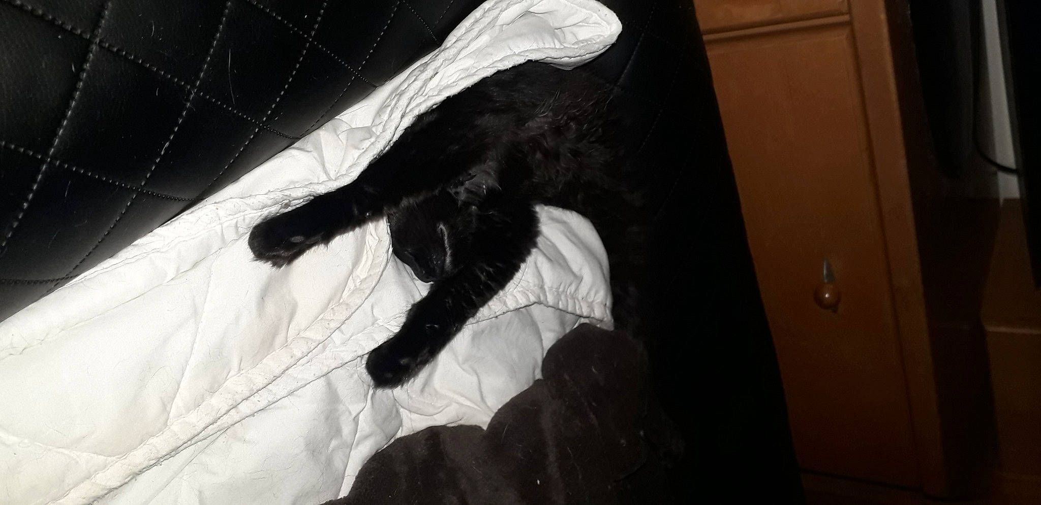 Eden a rejoint le concours — aidez-le/la à gagner de superbes lots ! art, comfort, elbow, felidae, fur, gesture, human_leg, linens, monochrome, monochrome_photography, room, shadow, small_to_medium_sized_cats, t_shirt, tail, tints_and_shades, tree, visual_arts, wing, wrist