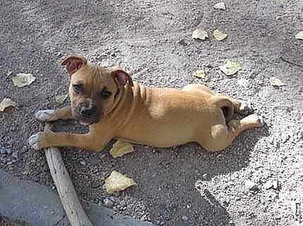 Gueko