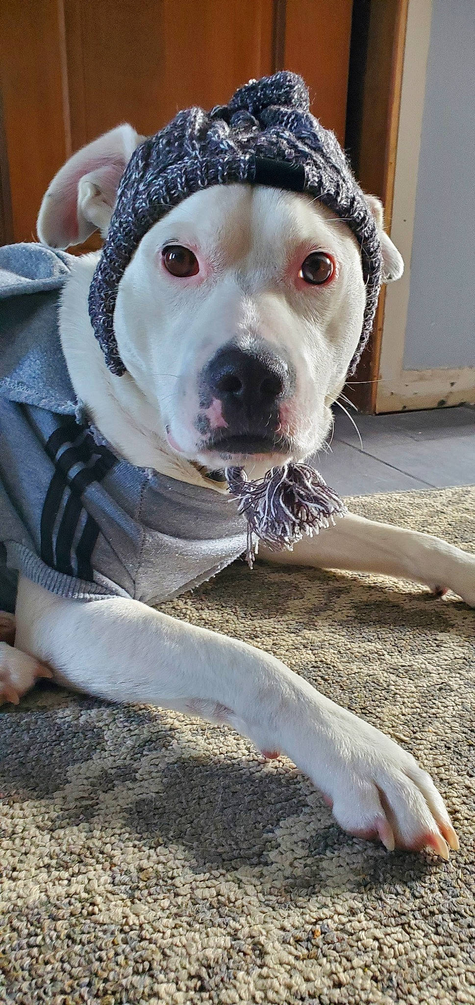 Kain joined the competition — help win amazing prizes! canidae, carnivore, collar, companion_dog, cordoba_fighting_dog, dog, dog_breed, dog_collar, fawn, fur, leash, molosser, non_sporting_group, pet_supply, snout, soil, sporting_group, whiskers, working_animal, working_dog