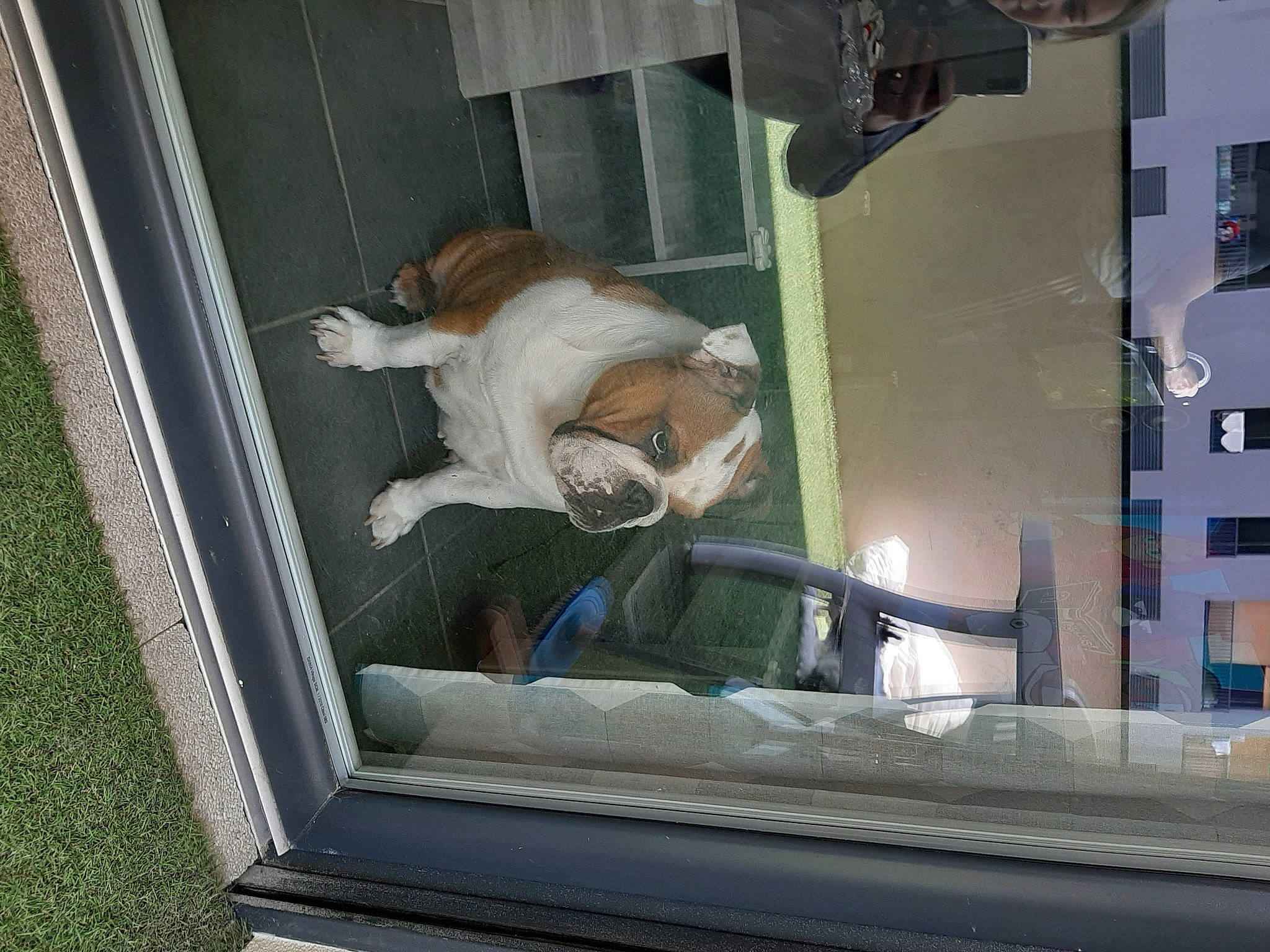 Pandora a rejoint le concours — aidez-le/la à gagner de superbes lots ! canidae, carnivore, companion_dog, dog, fawn, window