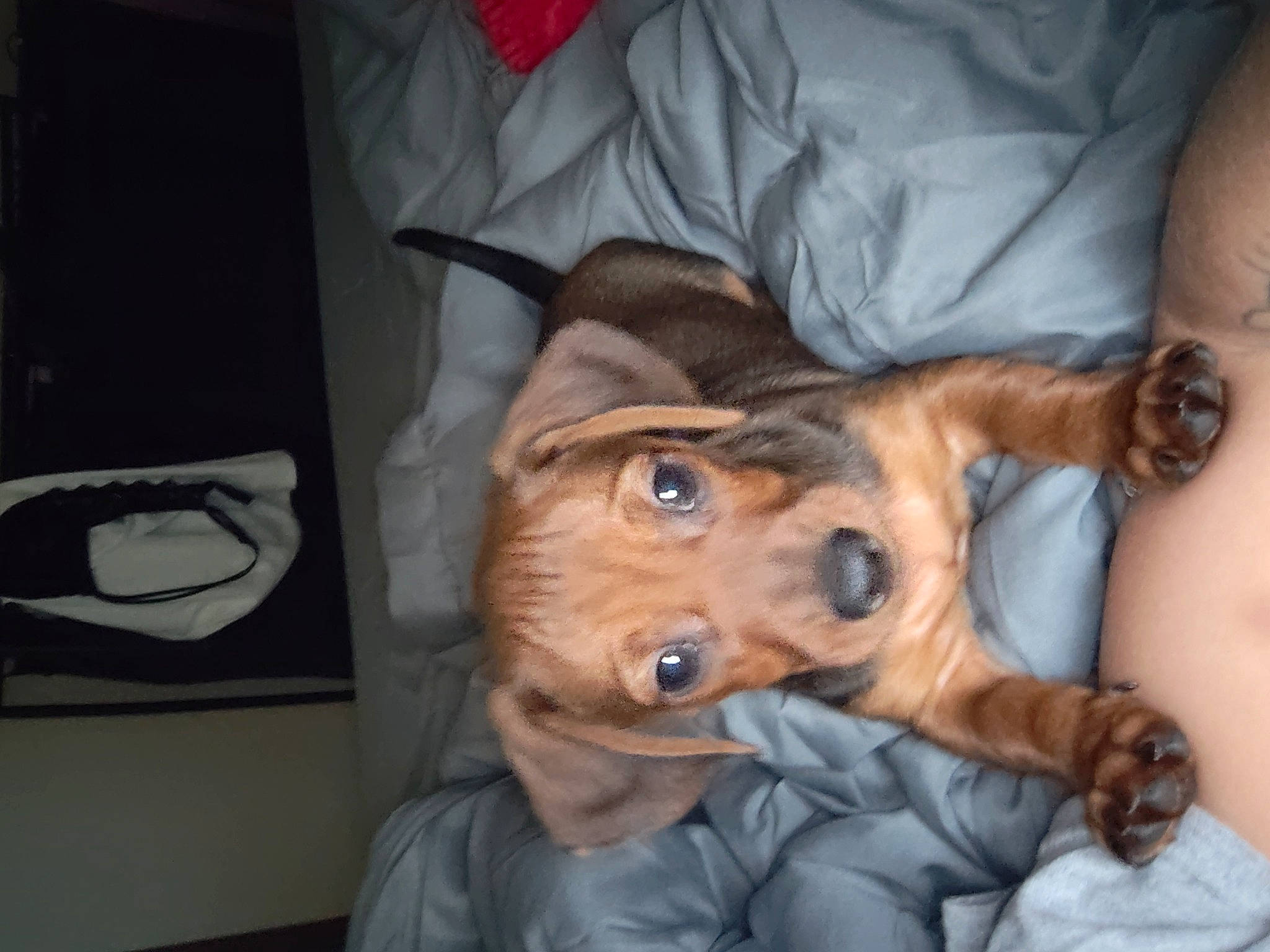 Peanut is registered to the contest to win money with this photo: canidae, carnivore, comfort, companion_dog, dog, dog_breed, ear, fawn, fur, guard_dog, jaw, liver, puppy, snout, sporting_group, whiskers, working_animal, wrinkle