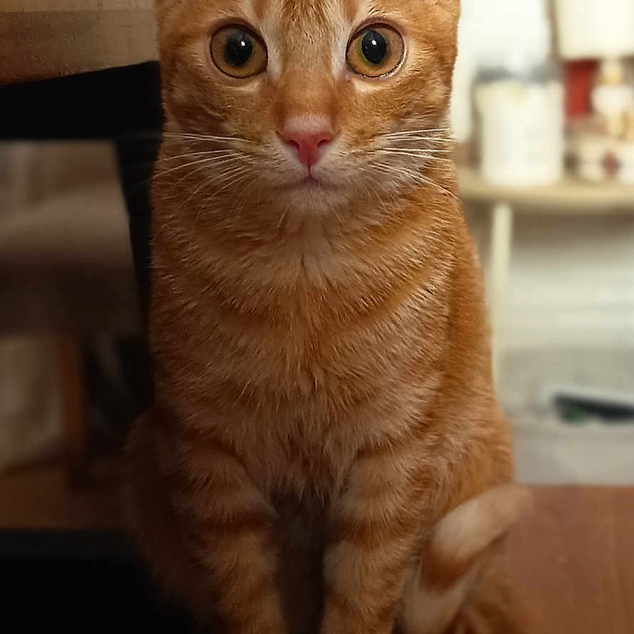 Aslan a rejoint le concours — aidez-le/la à gagner de superbes lots ! cat, orange_tabby, pet, animal, indoor, wooden_surface, curious, sitting, wide_eyes, feline, domestic_cat, close_up, portrait, home, furniture, table, ears, whiskers, fur, cute