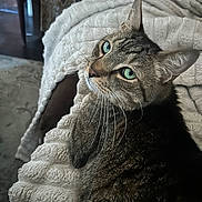 Baby Boy is registered to the contest to win money with this photo: cat, tabby_cat, green_eyes, pet, feline, whiskers, ears, blanket, cozy, indoor, home, texture, curious, resting, soft_light, fur, looking_back, comfortable, animal, cute
