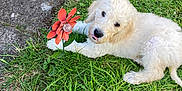 Teddy is registered to the contest to win money with this photo: puppy, dog, grass, flower, orange_flower, outdoor, cute, pet, animal, nature, greenery, playful, young_dog, fur, small_dog, summer, garden, adorable, tongue_out, resting