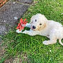 puppy, dog, grass, flower, orange_flower, outdoor, cute, pet, animal, nature, greenery, playful, young_dog, fur, small_dog, summer, garden, adorable, tongue_out, resting