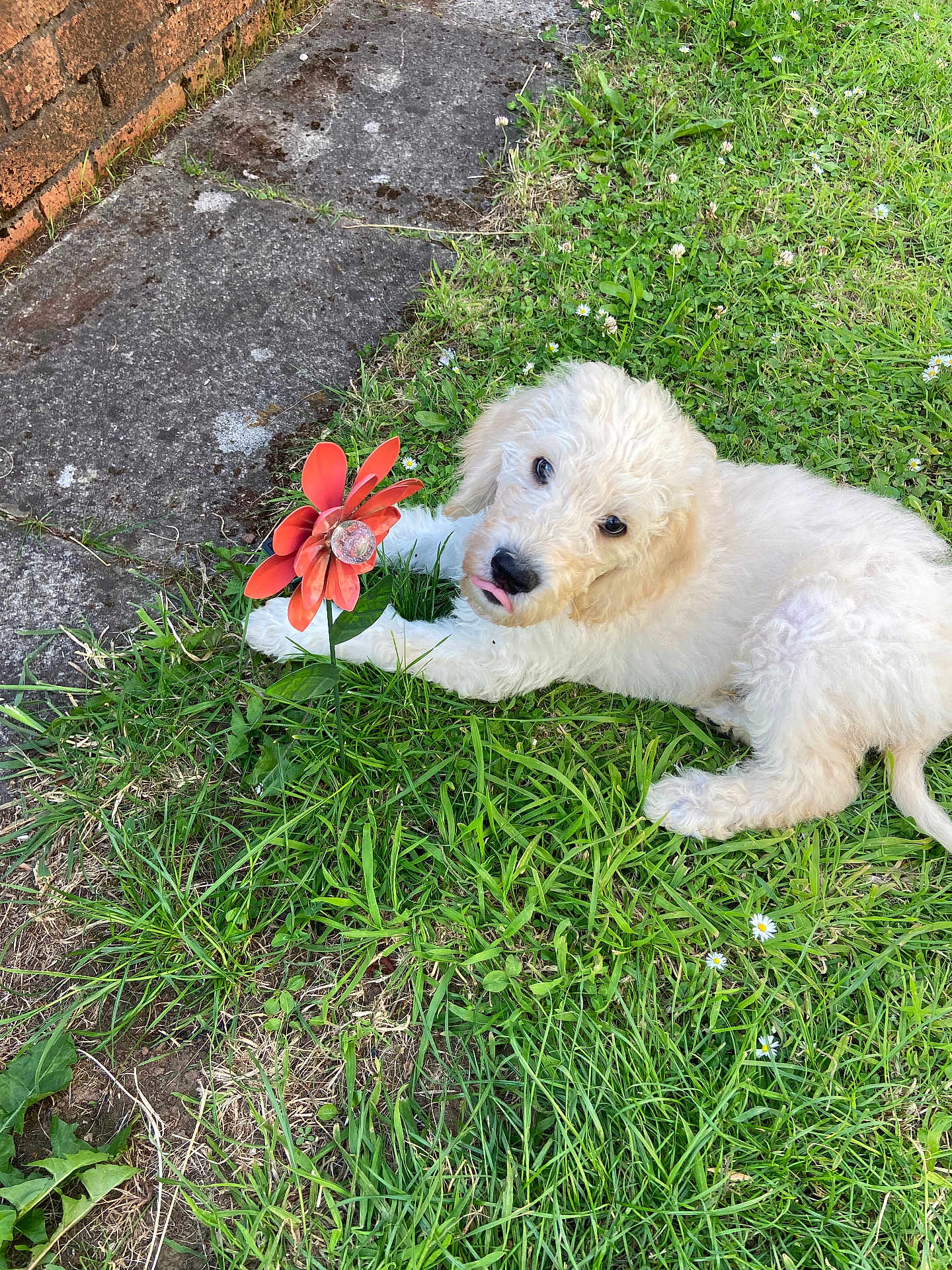 Teddy