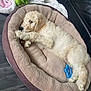 Teddy joined the competition — help win amazing prizes! puppy, dog_bed, toy, plush_toy, blanket, floor, couch, pet, fur, sleeping, cozy, indoor, cute, resting, animal, curly_fur, small_dog, relaxing, home, comfort